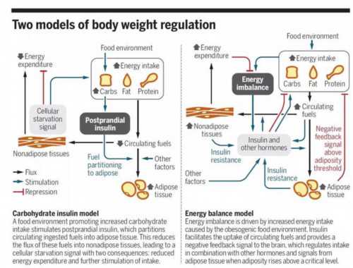   健身1~2年后才有必要考虑支链氨基酸