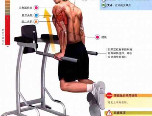   教你如何锻炼肌肉